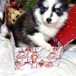 Ranger - Black and white male Pomsky puppy in Rhome, Texas from TyeDye Kennels