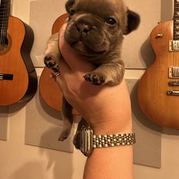 French Bulldog Puppies from Copa Frenchies