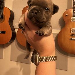 French Bulldog Puppies from Copa Frenchies