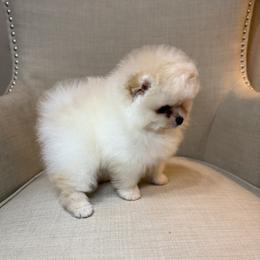 Rio - Cream male Pomeranian puppy in Phoenix, Arizona from Luxpomz
