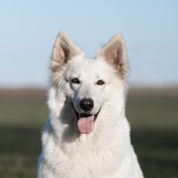 Furrari - White Shepherd