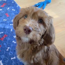 Maylene - Red  female Goldendoodle puppy in Calhoun, Georgia from FamilyLoved Doodles