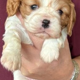 Cavalier King Charles Spaniel Puppies from Crosby's Cavaliers