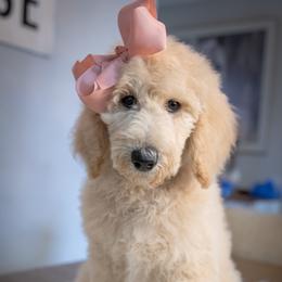 Vivi - Cream female Poodle puppy in Leonard, Texas from Laird Farms