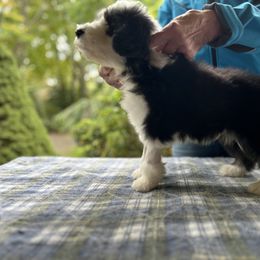 Bearded Collie and Border Collie Puppies from Beloved Bearded & Border Collies