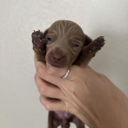 Vanille - Fawn (Isabella) female Dachshund puppy in Conroe, Texas from R&M Dachshunds