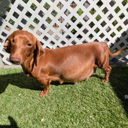 One eyed wrelma -spayed - Brindle female Dachshund puppy in Central Point, Oregon from MRS Long Dog Ranch