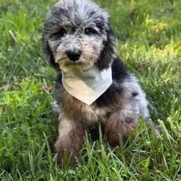 Biscuit - male Australian Mountain Doodle puppy in Claremont, North Carolina from Magnolia Grove Farms