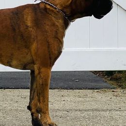 Boxers from Shamrock's Boxers