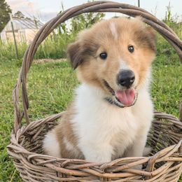 Stormy - Sable and white male Collie puppy in Charleston, Tennessee from Abundant Life Family Farm