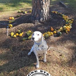Dalmatian Puppies from Lone Star Dalmatians