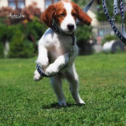 Irish Red and White Setters and Irish Setters from Ruairi's Irish Setters