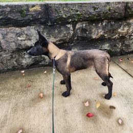 Girl 1 - Fawn sable Belgian Malinois puppy in Elizabethton, Tennessee from Forever Family K9