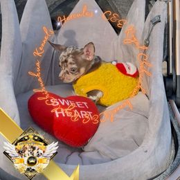 Hercules - Merle male Chihuahua puppy in Athens, Georgia from C&E Royal Chihuahua