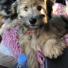 Havana Silk Dog and Poodle Puppies from Havana Silk Romance