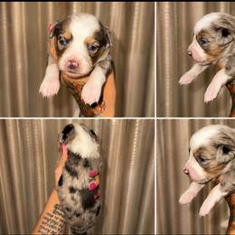 Clover - Blue merle female Toy Australian Shepherd puppy in Carlsbad, New Mexico from New Mexico Aussies