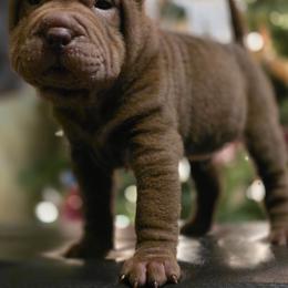 Aticus - Chocolate dilute male Chinese Shar-Pei puppy in Salem, Ohio from WrinkleMonsters