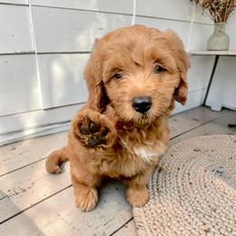 Bernedoodle and Goldendoodle Puppies from Paws 4 Doodles, LLC