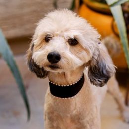 Clementine - Bernedoodle
