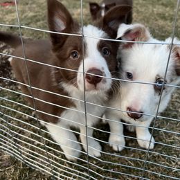 Border Collie Puppies from Pineview Farm