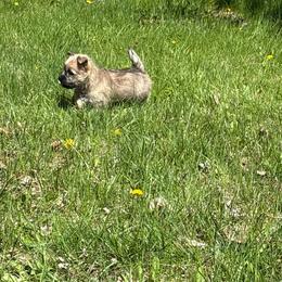 Dougal - Wheaten male Cairn Terrier puppy in Rockford, Illinois from Fae Hallow
