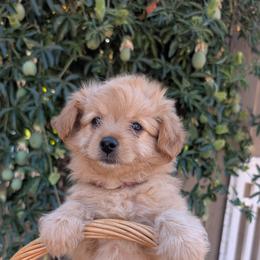 Cavalier King Charles Spaniel, Cavapoo, Companion Cross, and Pomeranian Puppies from MirVit Happy Tails Puppies