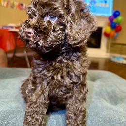 Toy-Sized Chocolate Girl 2 - Brown female Cockapoo puppy in Little Elm, Texas from Breedlove Pupps