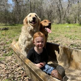 Golden Retriever All Grown Up from Golden Acres LLC