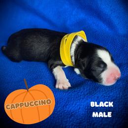 Cappuccino - Black & white male Australian Shepherd puppy in Brookfield Township, Ohio from AussieLand Shepherds