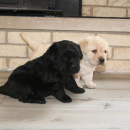 Labrador Retriever Puppies from Kyla Flora