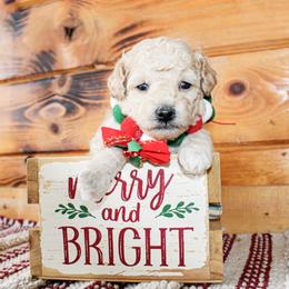 Jasper - Cream male Poodle puppy in Hugo, Oklahoma from Ann R.