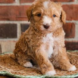 Gauge - Red male Australian Labradoodle puppy in Connersville, Indiana from Dessie's Doodles