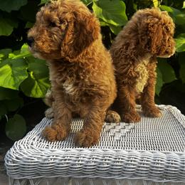 Goldendoodle Puppies from Mini Golden Doodles