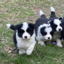 Border Collies from Cross Creek