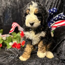 Butter - Tri-color female Bernedoodle puppy in Rockville, Minnesota from Bracha Poodles & Doodles