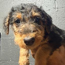 Green aka Femke - Black and tan female Airedale Terrier puppy in Mooresville, North Carolina from Farm 55