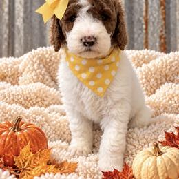 Yellow girl - Parti female Goldendoodle puppy in Waskom, Texas from Pearls & Curls doodles & poodles