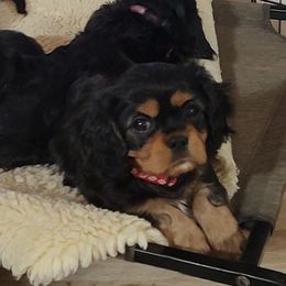 Cavalier King Charles Spaniel Puppies from God's Designs Cavaliers