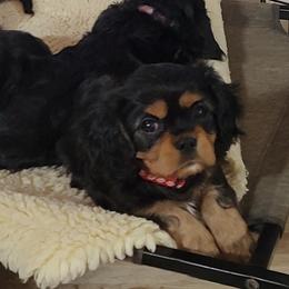 Cavalier King Charles Spaniel Puppies from God's Designs Cavaliers