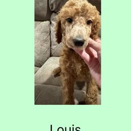 AKC Standard poodle Louis - Red  male Poodle puppy in Harrisburg, Arkansas from Ransone’s Ridge Runners Poodles and Doodles