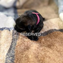 A1-3 Sable Girl (RESERVED) - Sable female German Shepherd puppy in Lincoln, California from Valor-K9s
