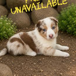 Freya - Red merle female Border Collie puppy in Sanger, California from Flying M Cactus Ranch Buddies