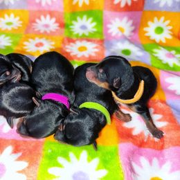 Yorkshire Terrier puppies from Jill Brown