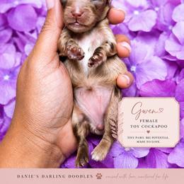 Gwen - Merle female Cockapoo puppy in Otisville, Michigan from Danie’s Darling Doodles LLC