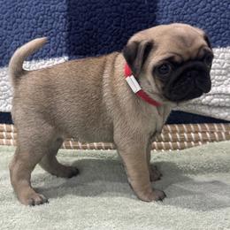 Red Collar - Girl - Fawn female Pug puppy in Troutman, North Carolina from Ohana Pugs