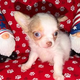 Crew - Merle male Chihuahua puppy in Palmyra, Indiana from Country Star Chihuahuas