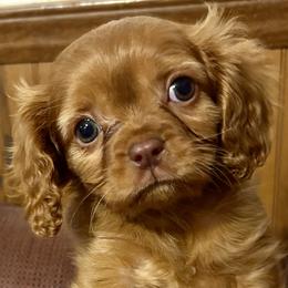 Cavalier King Charles Spaniel Puppies from Adelaide Cottage
