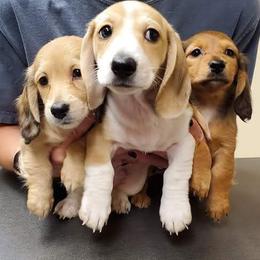 Dachshund Puppies from Cuddlehound Kennels
