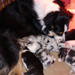 Australian Shepherd Puppies from Desert Moon Aussies