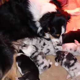 Australian Shepherd Puppies from Desert Moon Aussies